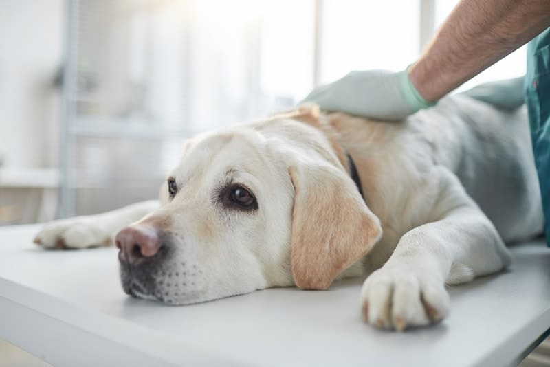 vet examines dog