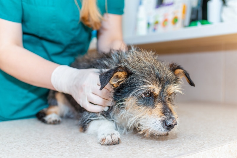 vet holding an old dog in animal hospital