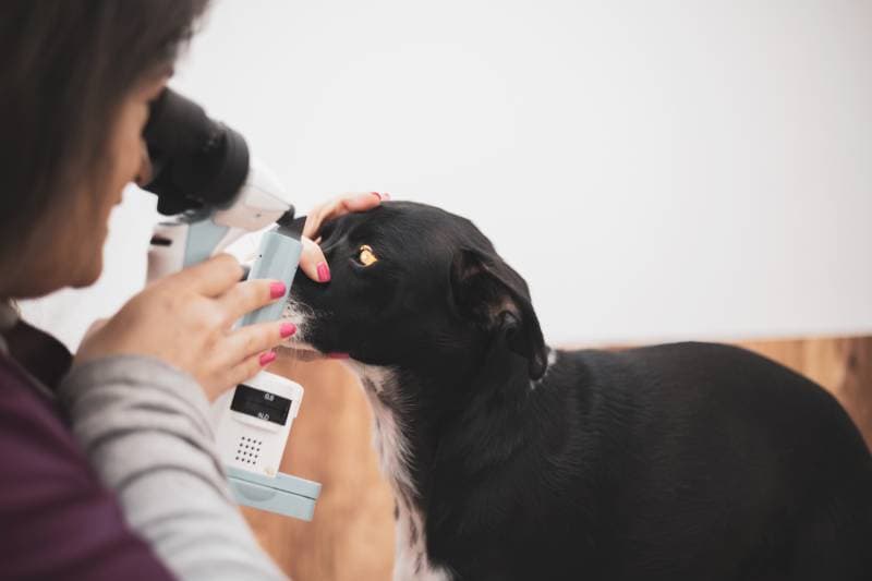 vet ophthalmologist checking dog eyes with slit lamp