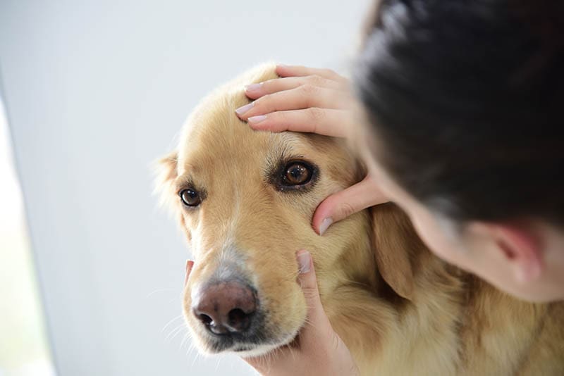 Veterinarian checking golden retriever dog's eye