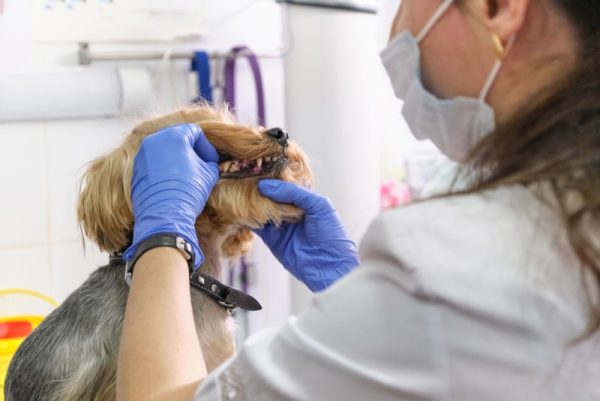 veterinarian examines a dog teeth