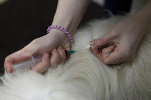 veterinarian injecting a dog with vaccine