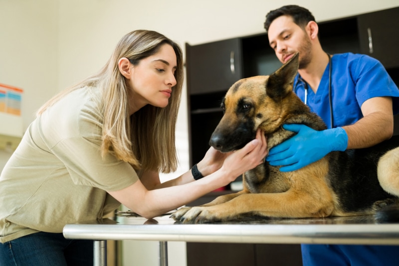 veterinarian preparing and ready to put down a sick dog