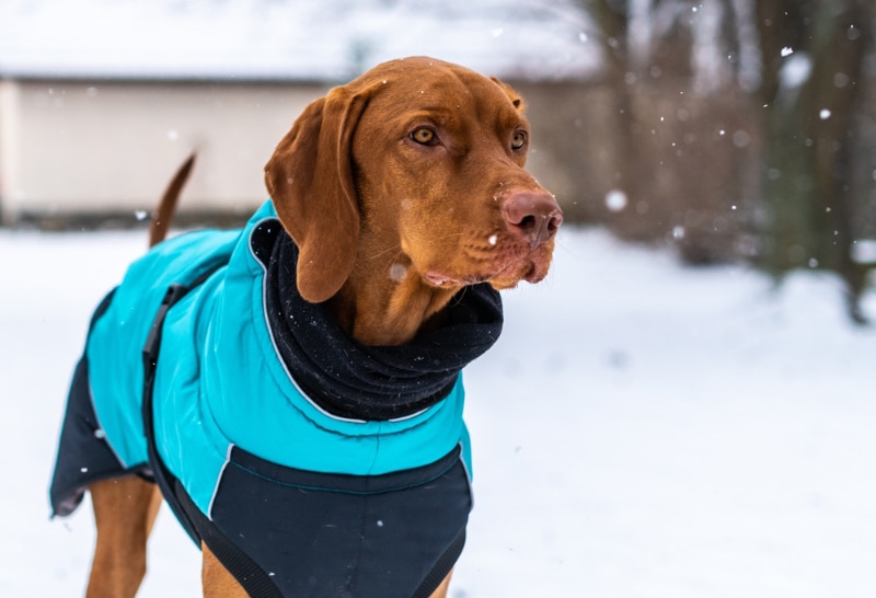 vizsla dog wearing blue winter coat enjoying snowy day outdoors
