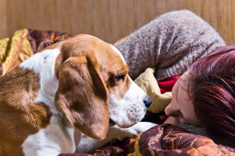 well behaved dog looking at his owner while sleeping