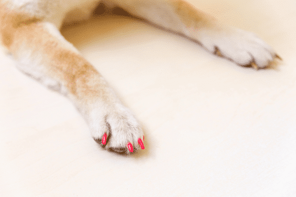 well-groomed dog paws with manicure in a beauty salon