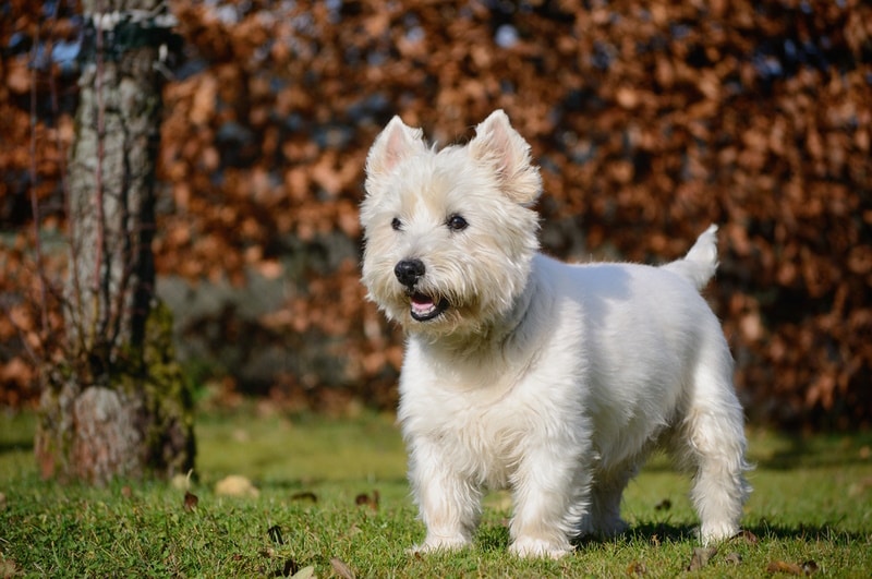west-highland-west-terrier-dog-in-the-grass