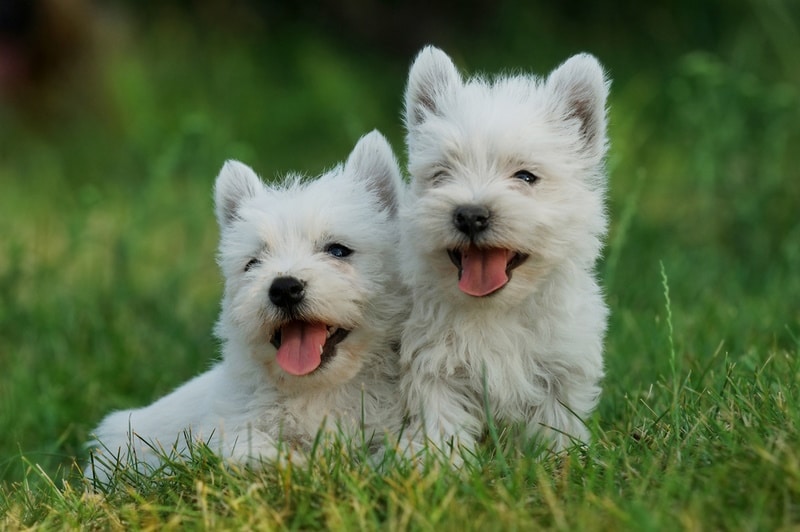 west-highland-white-terrier-puppies