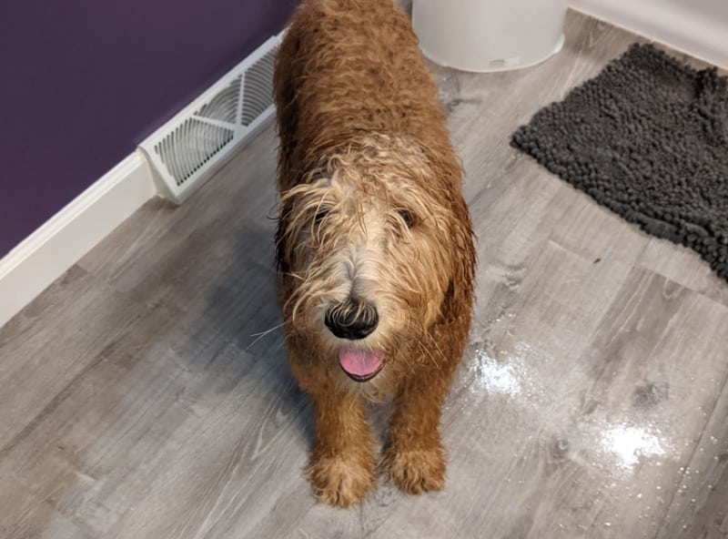wet goldendoodle dog after a bath