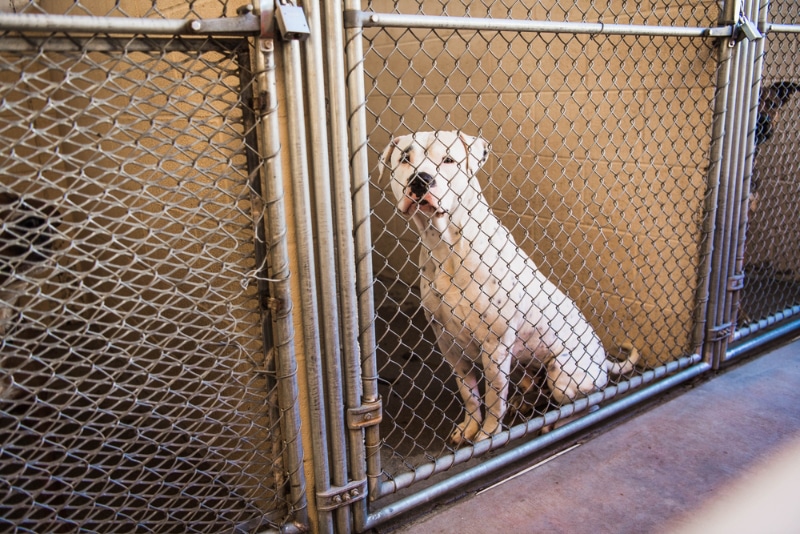 white dog in animal shelter