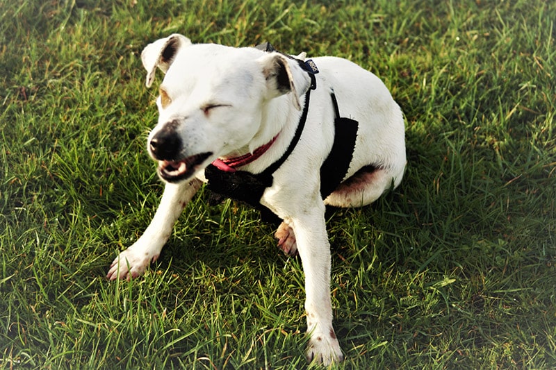 white dog sitting on the grass sneezing