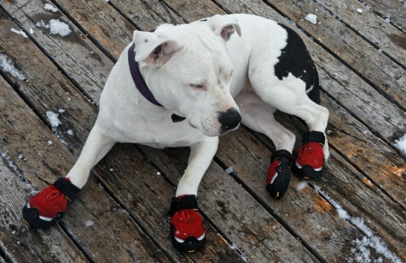 white dog wearing dog boots