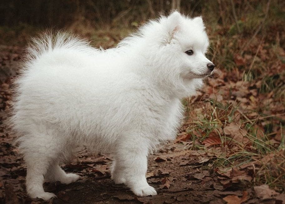 white japanese spitz puppy