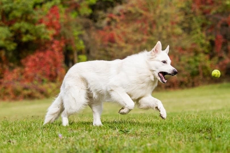 white shepherd chasing a tennis ball