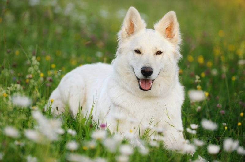white shepherd lying on grass with flowers