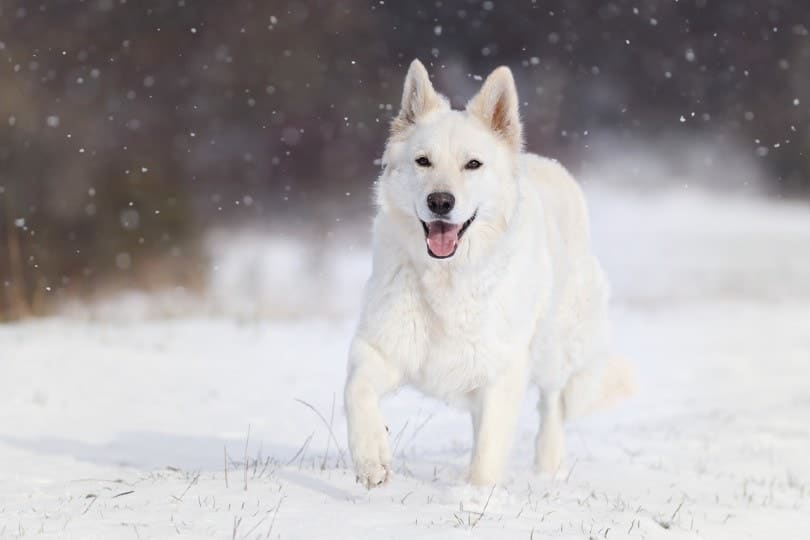 white shepherd walking on snow