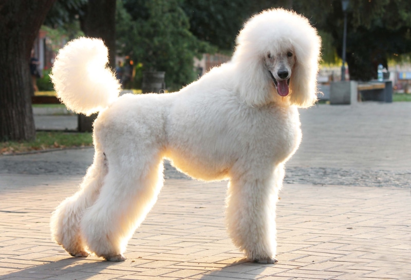 white standard poodle dog standing on a pathway