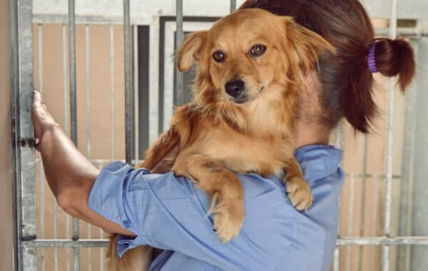woman carrying a dog in animal shelter