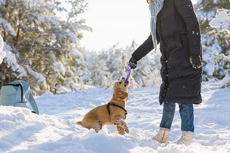 woman playing with american cocker spaniel in the snow