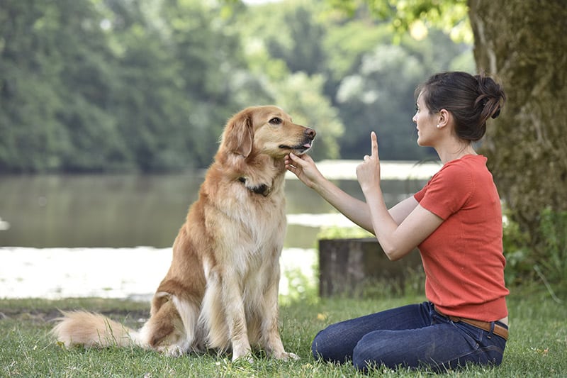 woman training a golden retriever dog at the park