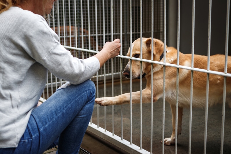 woman visiting a dog shelter