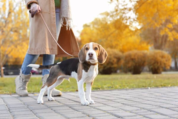 woman walking a beagle dog on leash
