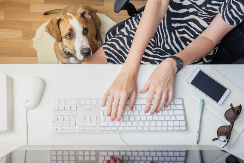 woman working in the office with her dog
