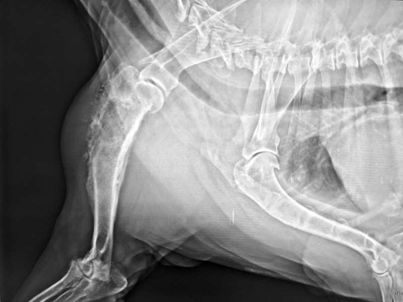 x-ray image of dog with osteosarcoma
