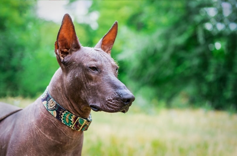 xoloitzcuintli