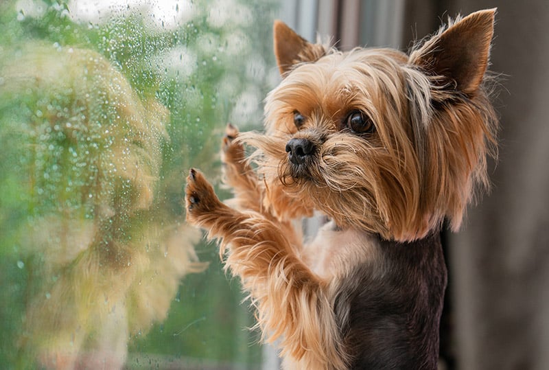 yorkie dog looking at the window