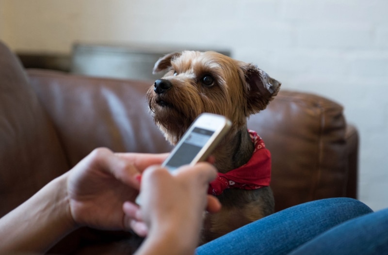 yorkshire terrier dog looking at its owner seeking attention