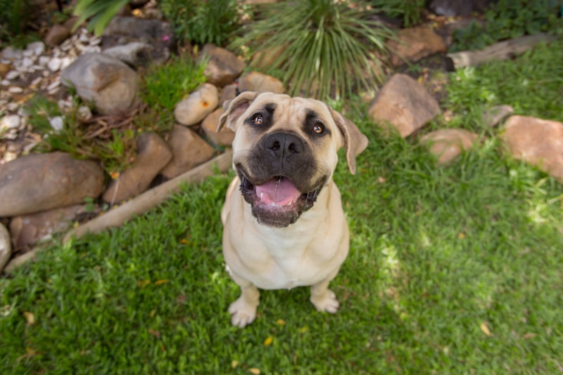 young Boerboel dog sitting on grass and looking up