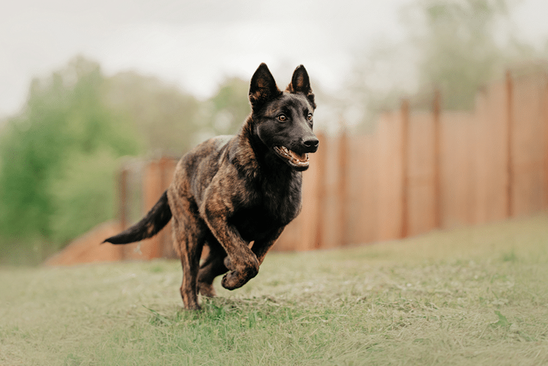 young dutch shepherd dog running