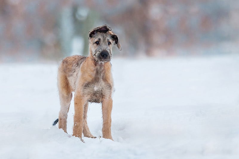 young irish wolfhound dog standing in the snow