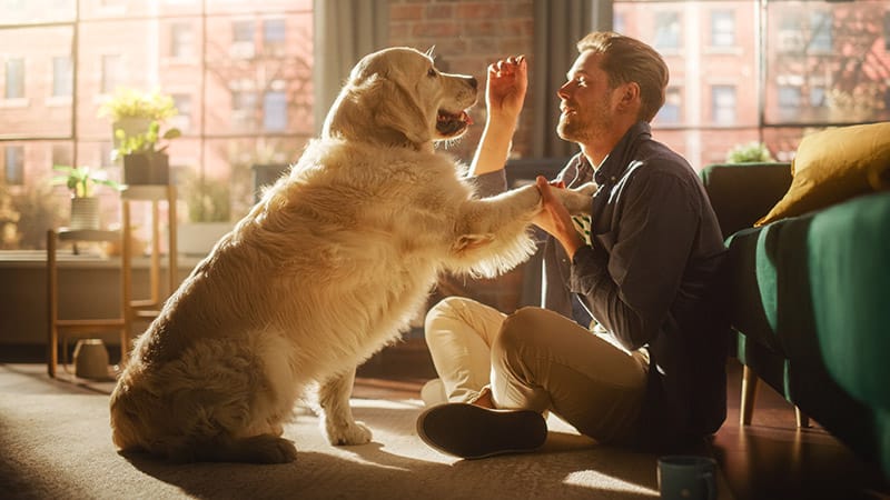 Happy Handsome Young Man Play with His Dog at Home, Gorgeous Golden Retriever. Attractive Man Sitting on a Floor Teasing, Petting and Scratching a Playful Dog, Have Fun in the Stylish Apartment.