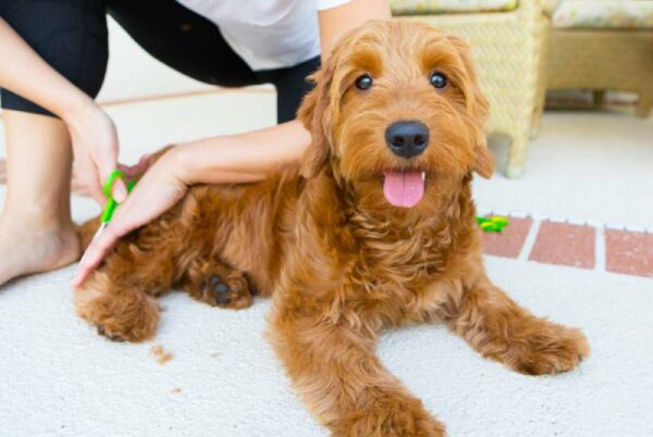 young woman grooming her mini goldendoodle at home