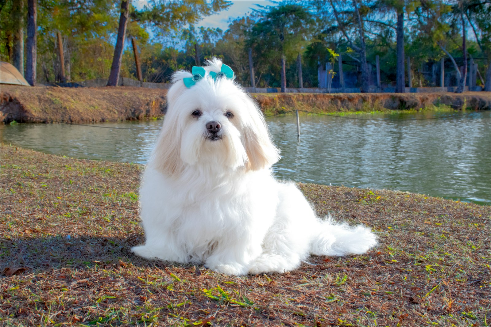 white long coat Lhasa Apso small dog sitting on grey concrete floor during daytime