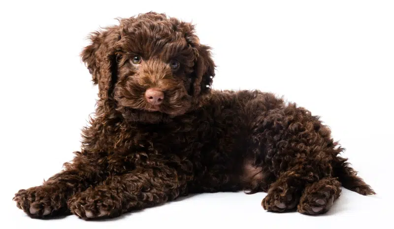 10 week old brown mini labradoodle puppy dog lying down