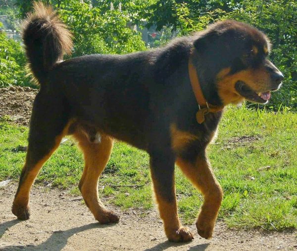 Himalayan Sheep Dog