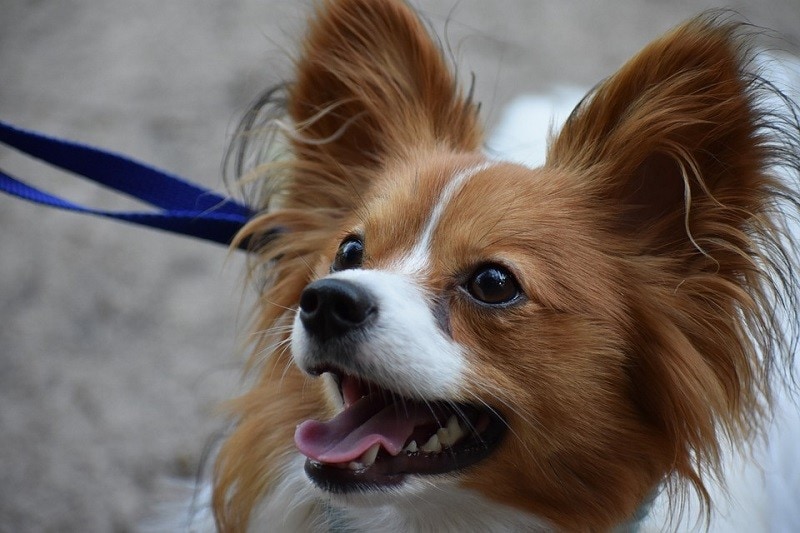 Papillon