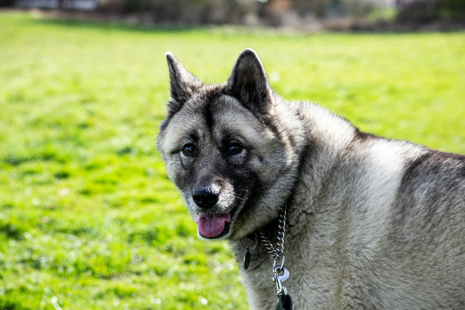 Norwegian Elkhound Dog Close-Up Photo