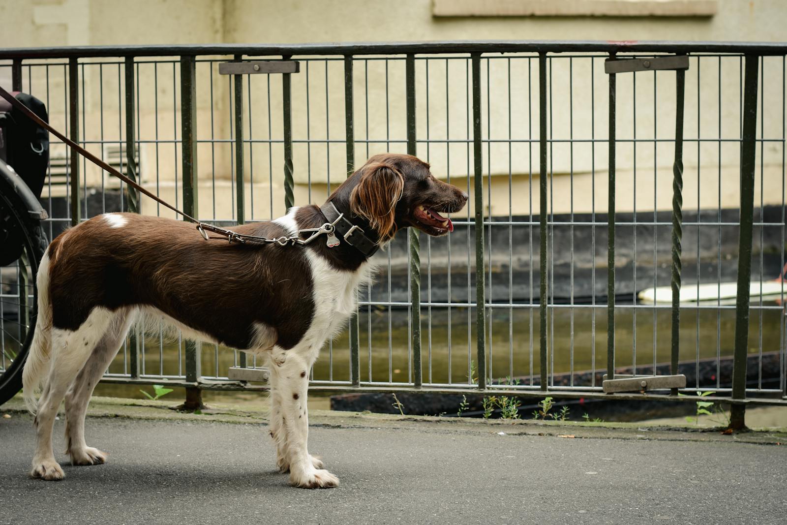 A Small Munsterlander Dog on a Leash