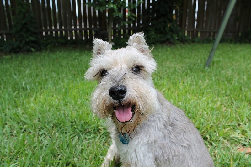 13Miniature Schnauzer