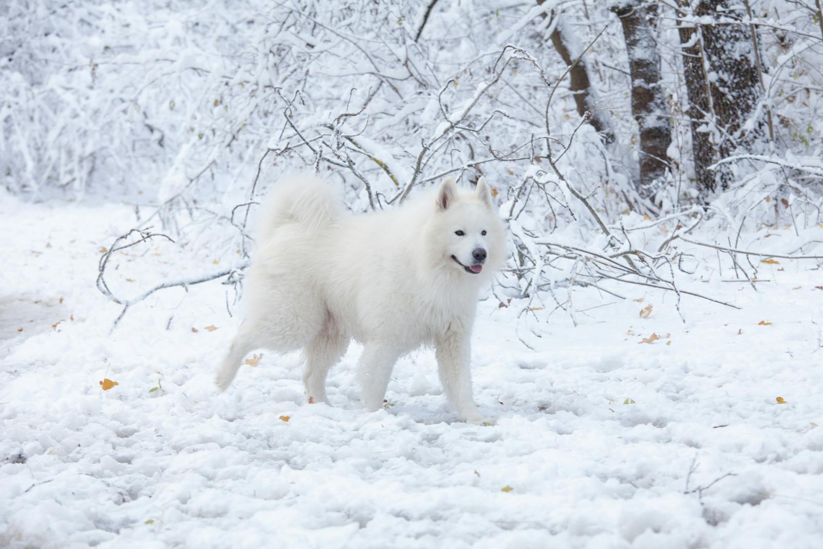 White Samoyed Dog in Snow