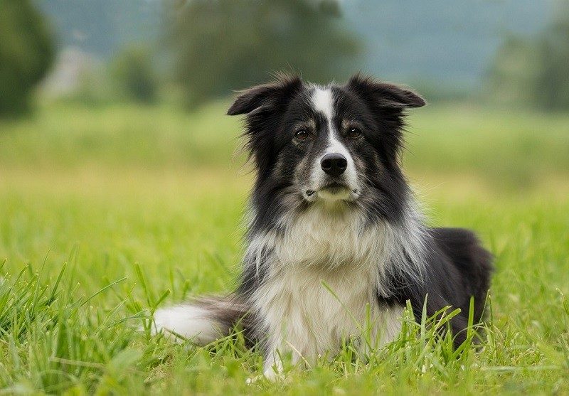 collie
