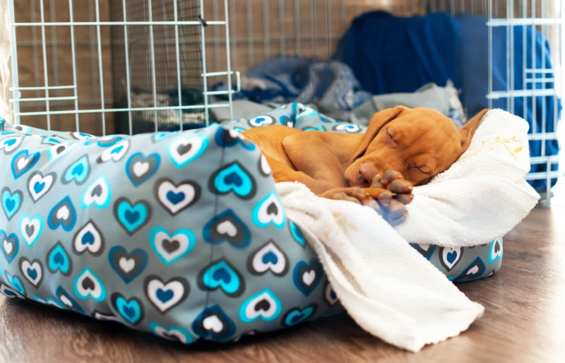 2-month-old Hungarian Vizsla puppy sleeping in dog bed near pen or crate