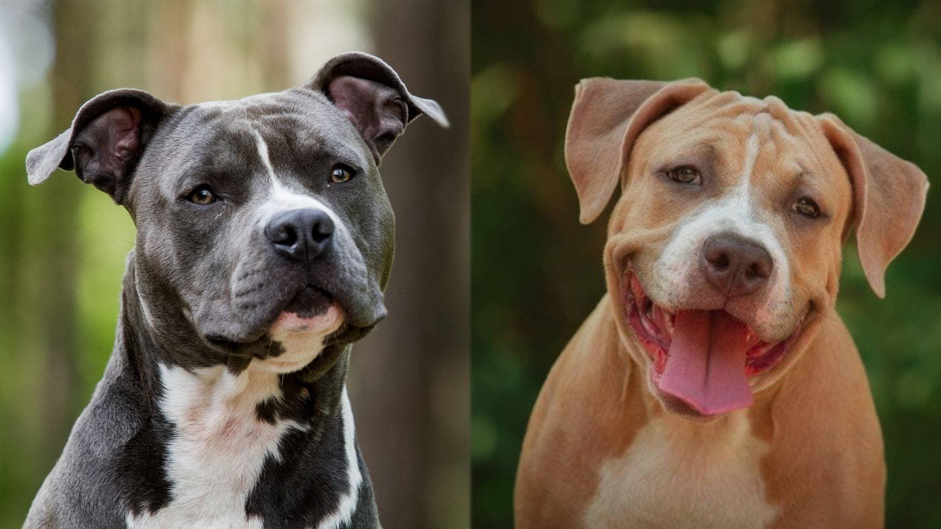 American Staffordshire Terrier and Pitbull side by side