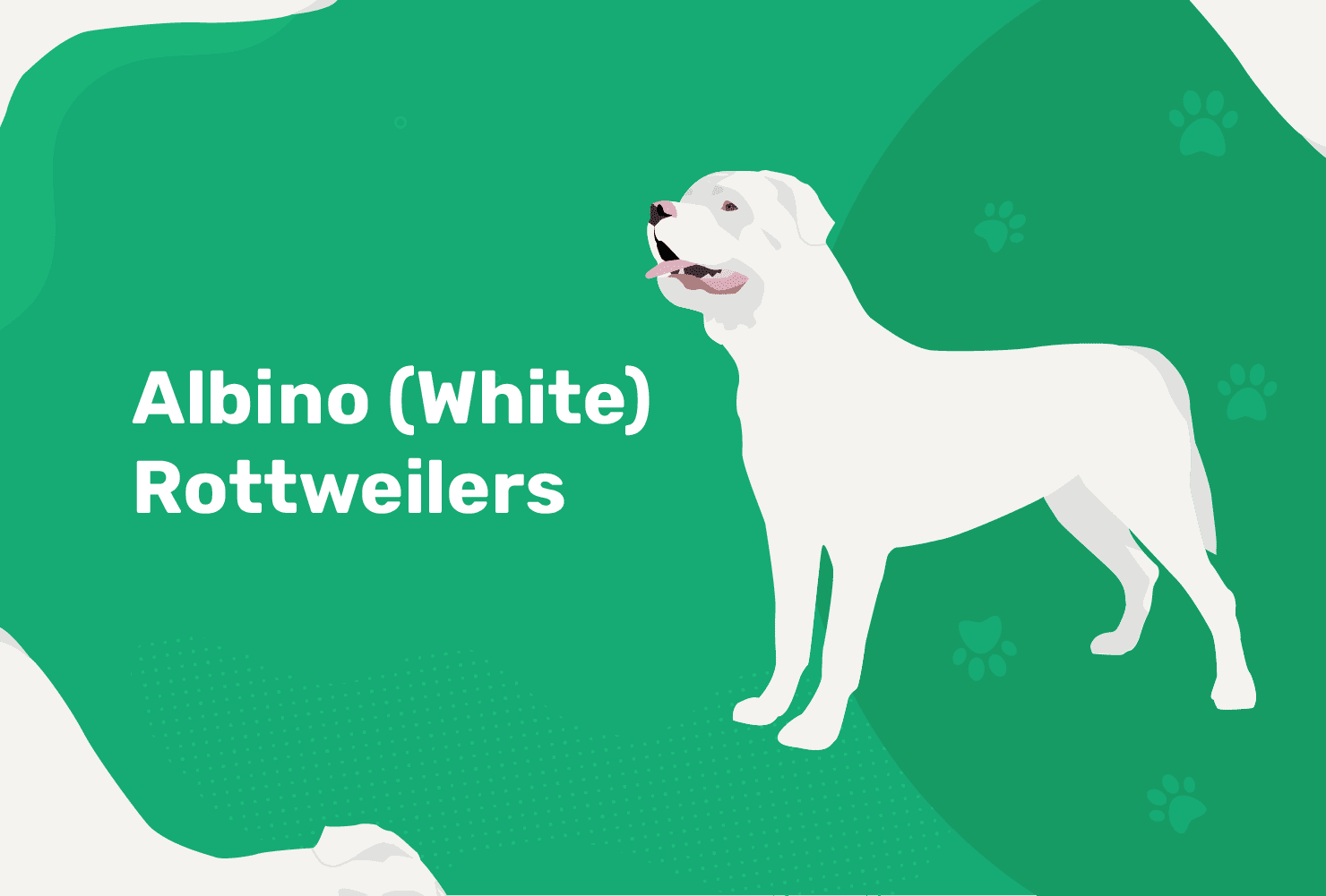 albino rottweiller