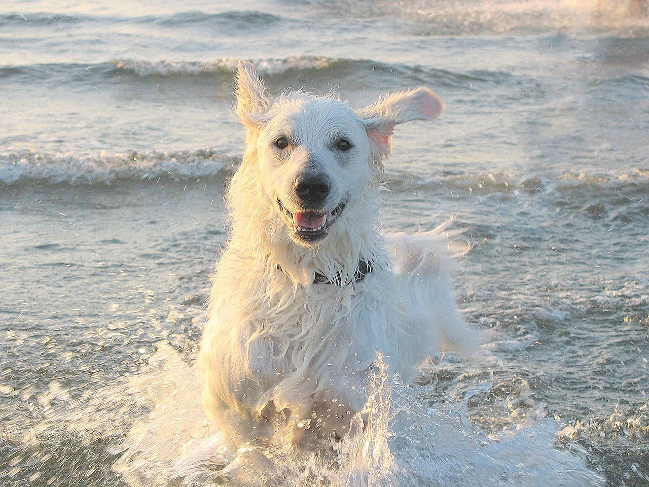 kuvasz dog