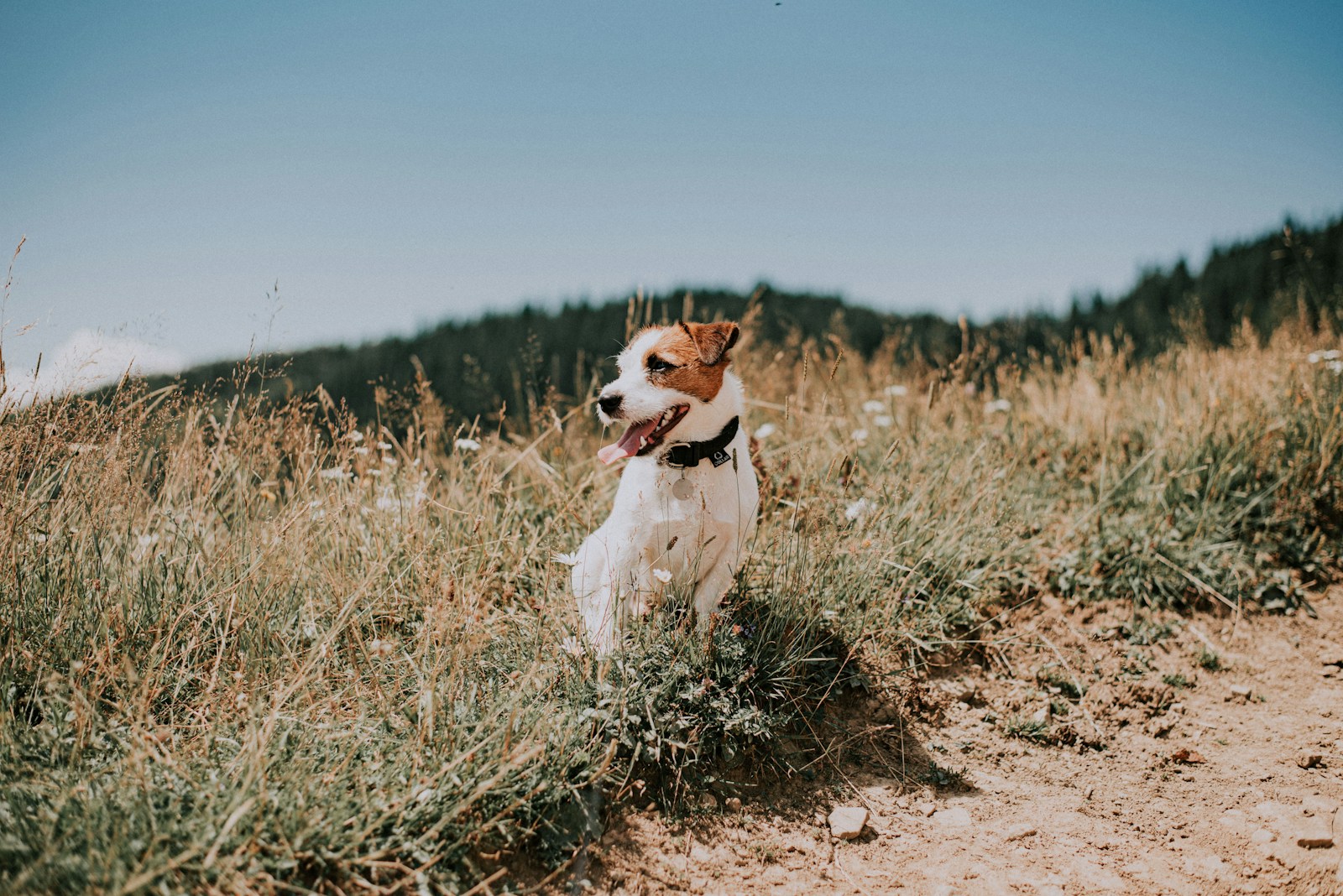 white and brown short coated Jack Russell Terriers on brown field during daytime